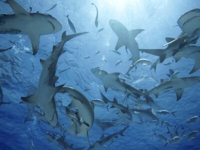 A Los 10 mejores libros sobre tiburones: revisados ​​y clasificados