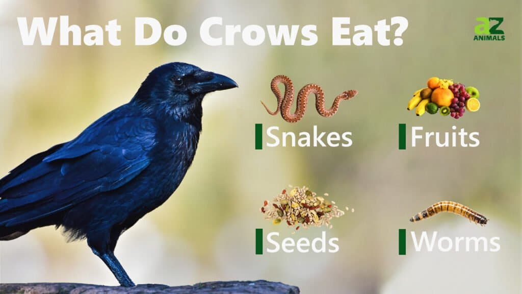 ¿Qué comen los cuervos? 