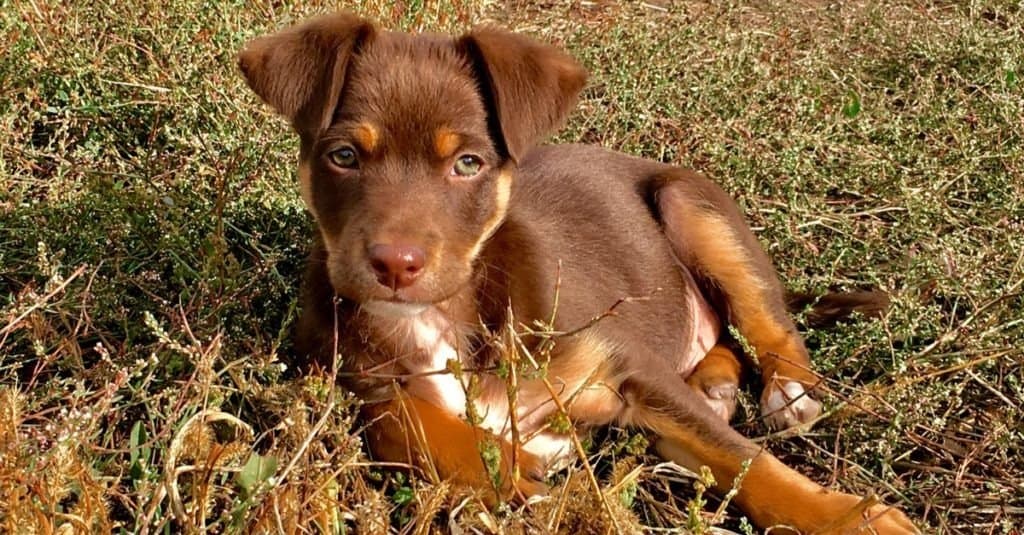 Cachorro Kelpie australiano tirado en la hierba