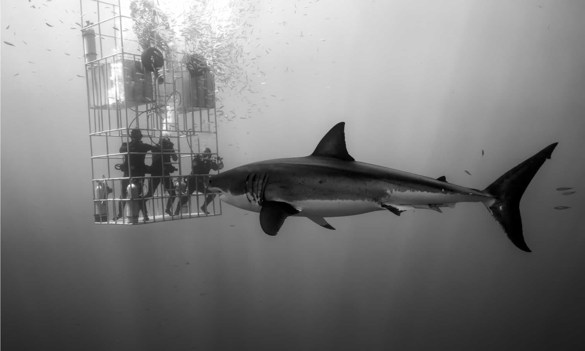 Un enorme gran tiburón blanco investiga a 3 buzos en una jaula de tiburones mientras los rayos del sol penetran en las aguas claras y frescas de la isla Guadalupe, México.