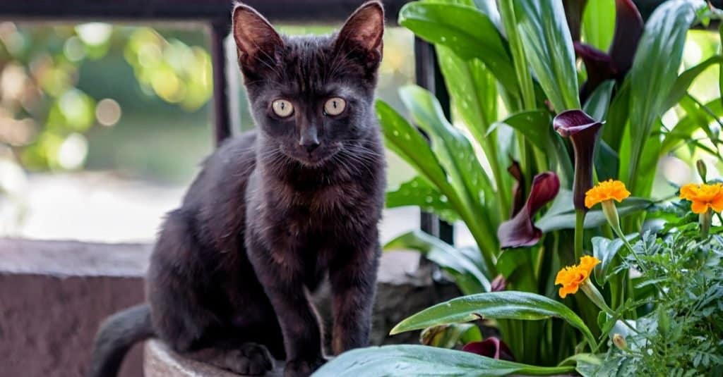 Lindo gatito negro de Bombay sentado en una maceta.