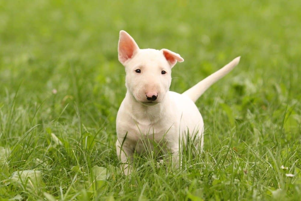 Cachorro bull terrier blanco