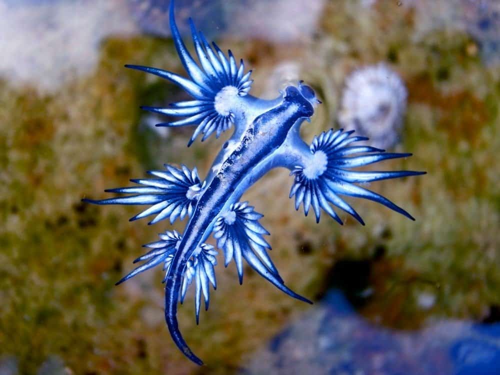 Babosa de mar dragón azul