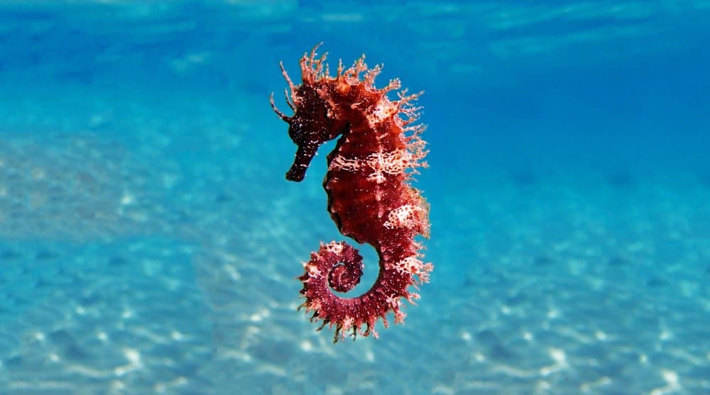 Seahorse (Hippocampus) - natación flotante roja y blanca