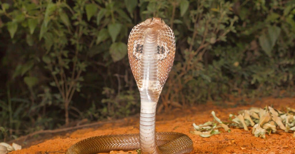 La cobra de anteojos es una de las cuatro grandes especies venenosas que infligen la mayor cantidad de mordeduras de serpientes a los humanos en la India.  Muchos especímenes exhiben una marca en el capó con dos patrones circulares conectados por una línea curva, que evoca la imagen de los anteojos.