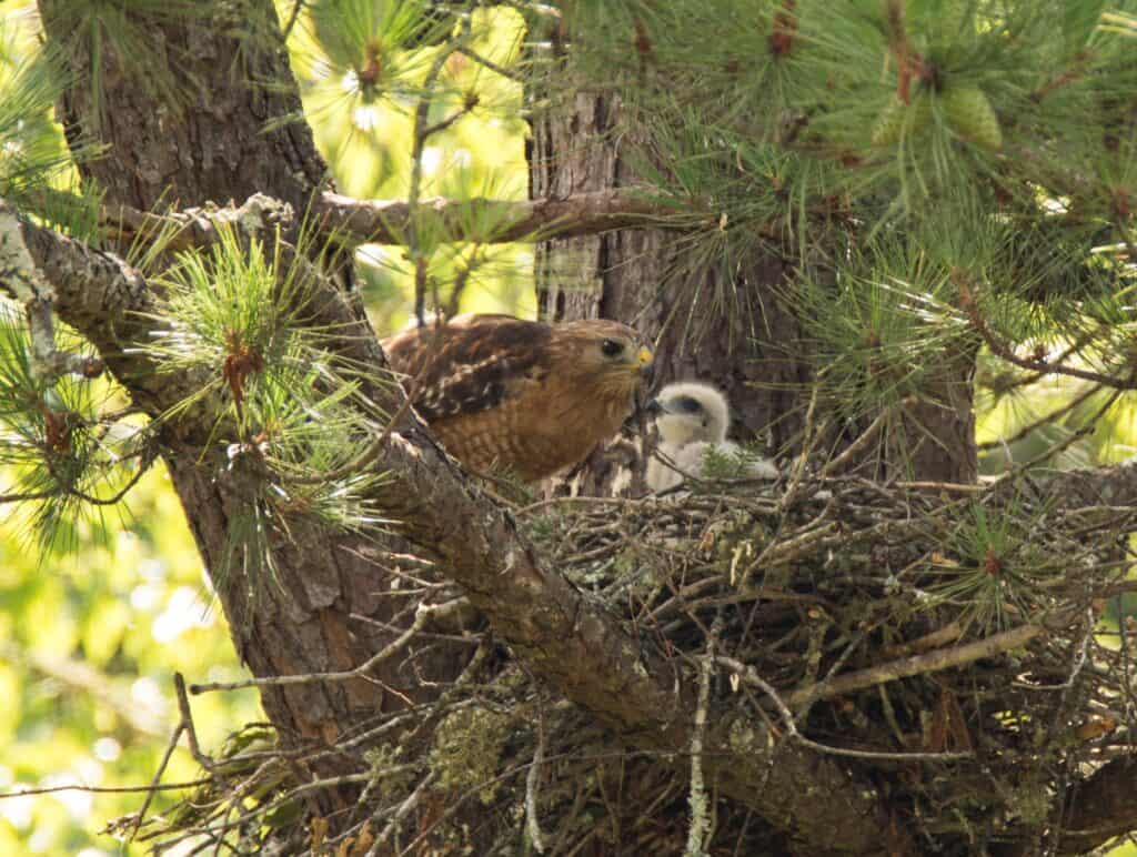 Halcón de hombros rojos y bebé en el nido en el árbol