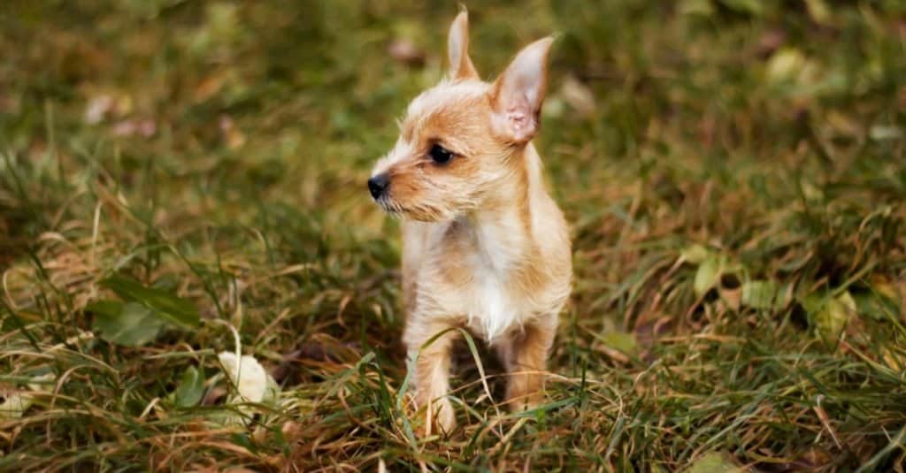 Cachorro Chorky sobre hierba