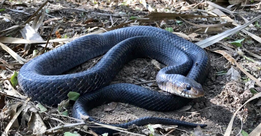 Las serpientes índigo de Texas son serpientes muy largas y de cuerpo grande con un color base de escamas negras iridiscentes y motas marrones.