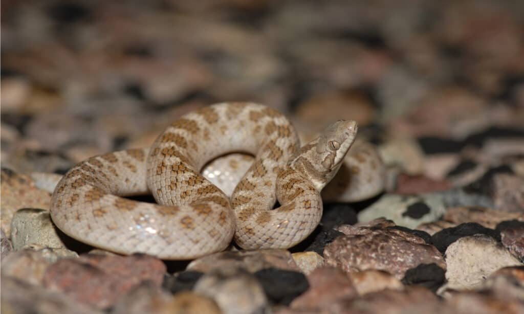 Una serpiente nocturna de Texas mide aproximadamente de 10 a 16 pulgadas de largo y rara vez supera las 24 pulgadas.