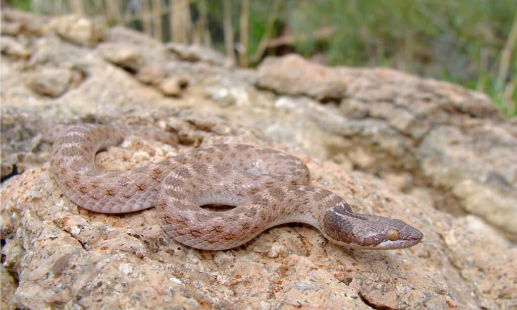 Texas Night Snake tiene pupilas verticales que le permiten ver en la oscuridad cuando está cazando.