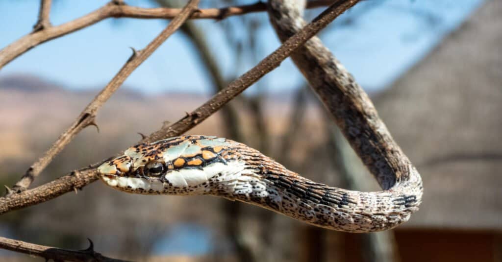 Las serpientes de ramita se caracterizan por cuerpos delgados y alargados, con colas extremadamente largas y una cabeza de forma triangular aguda.