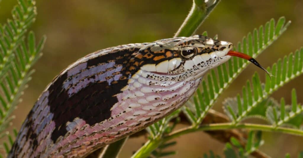 La cabeza de la serpiente Twig es alargada, con ojos grandes y pupilas horizontales.