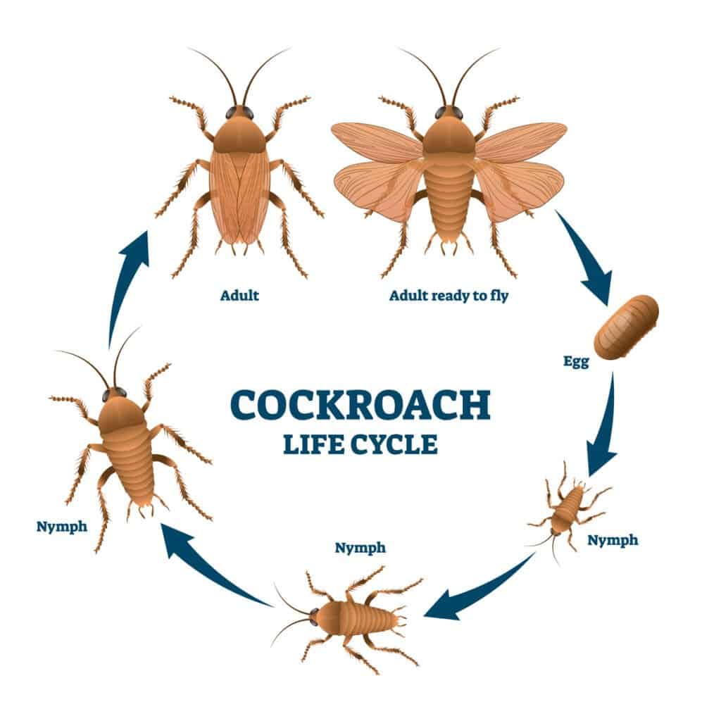 Cucaracha bebé - Ciclo de vida de la cucaracha
