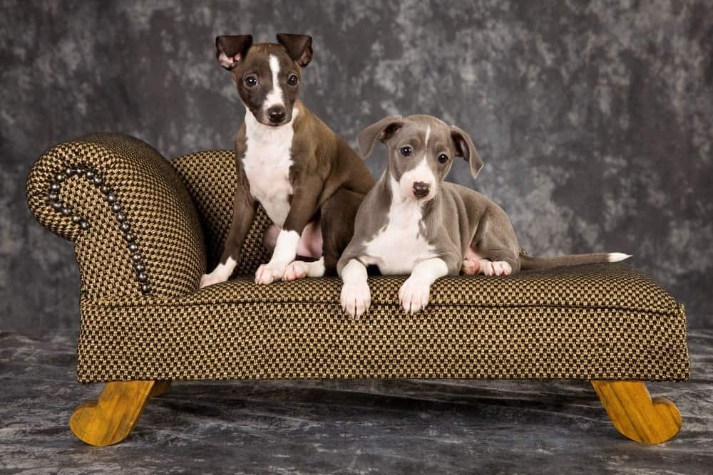 2 cachorros de galgo italiano tumbados en un sofá en miniatura