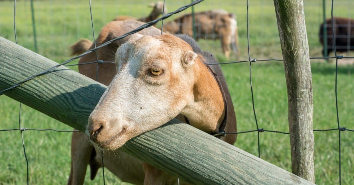Cabra de LaMancha asomando la cabeza por una valla.
