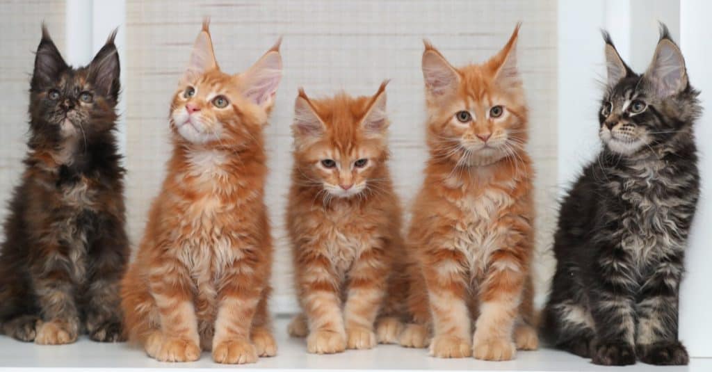 Tres gatitos Maine Coon rojos y dos oscuros sentados en el alféizar de la ventana