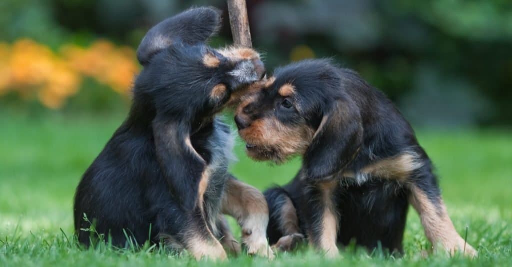 Dos cachorros de Otterhound jugando.