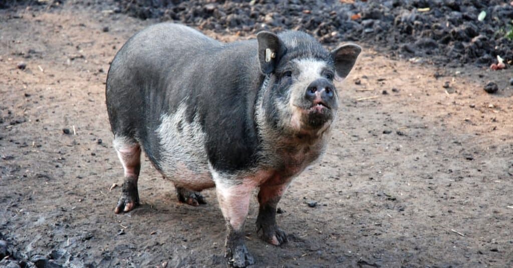 cerdo barrigón de asia con aspecto gracioso
