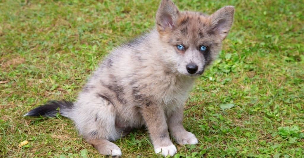 Adorable cachorro Pomsky de ojos azules.  Pomsky es una raza artificial, una mezcla de Siberian Husky y Pomeranian