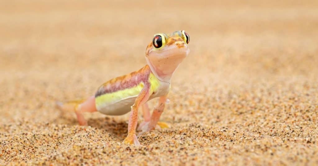 Namib Sand Gecko - Pachydactylus rangei, hermoso pequeño gecko endémico en el suroeste de África, desierto de Namib, bahía de Walvis, Namibia.