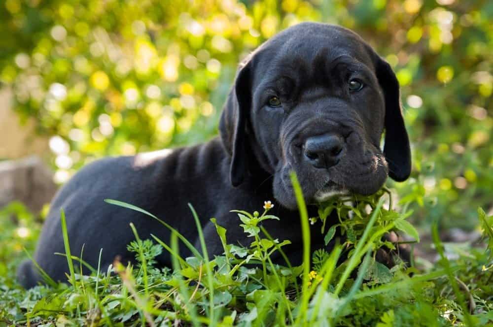 Hermoso retrato de cachorro de perro gran danés negro