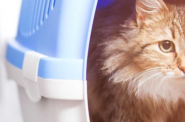 Cómo Hacer Que Los Gatos Se Lleven Bien Cuando a Tu Gato No Le Gustan