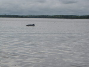 Delfin Amazonico