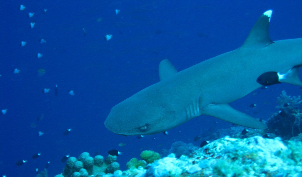 tiburón de arrecife de punta blanca