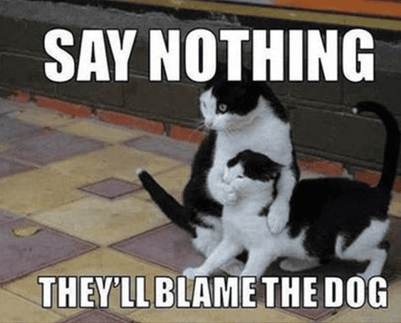 un gato cubriendo la boca del otro gato