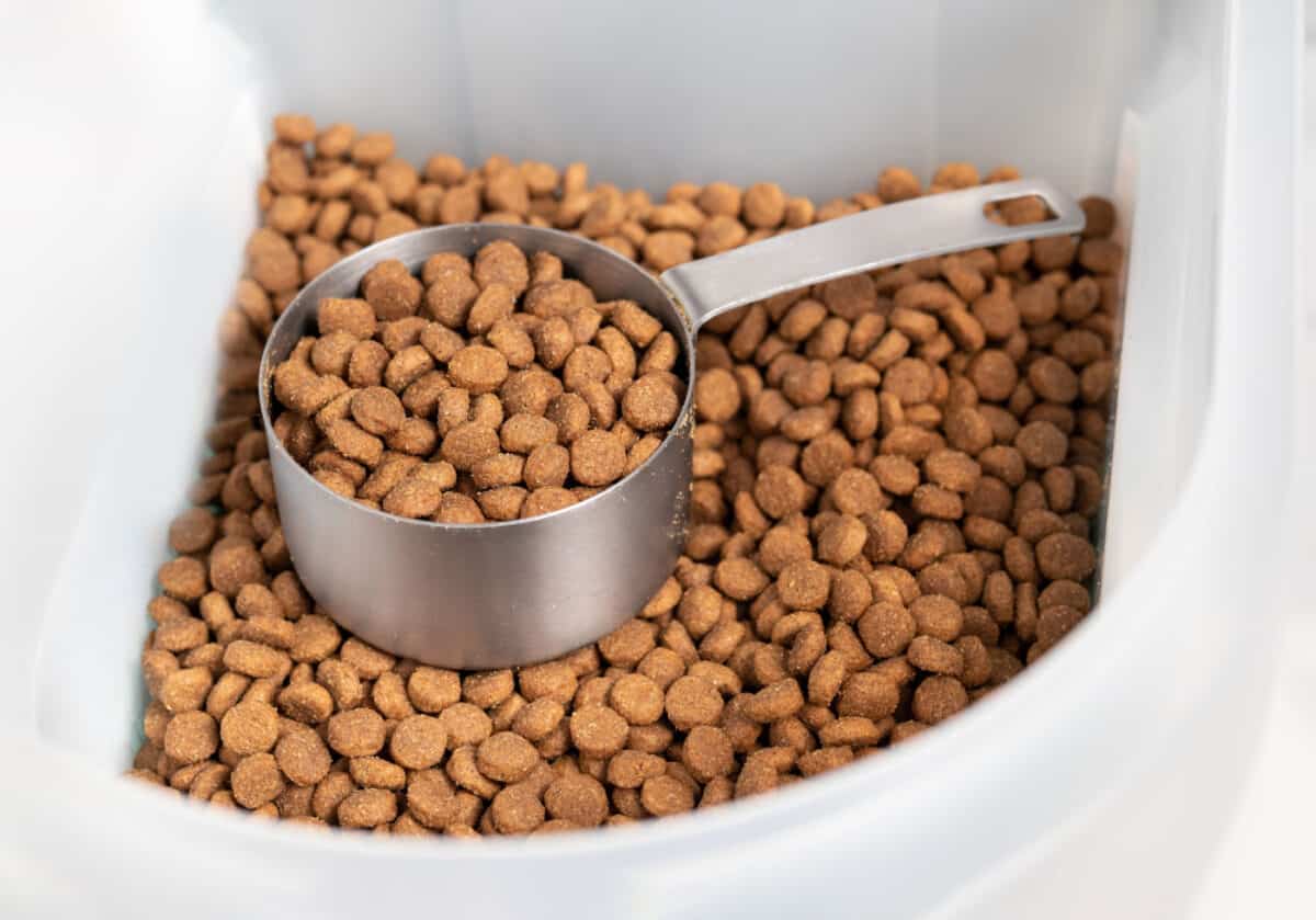 Comida seca para gatos en caja de almacenamiento.