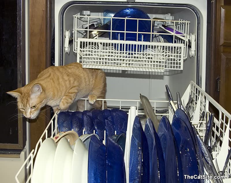 ¡No Creerás Lo útiles Que Pueden Ser Los Gatos en La Casa! ¡no Creerás Lo útiles Que Pueden Ser Los Gatos en