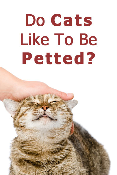 ¿A los gatos les gusta que los acaricien?