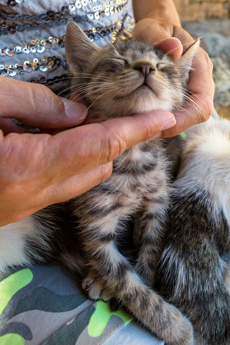 ¿Por qué a los gatos les gusta que les froten la barbilla?