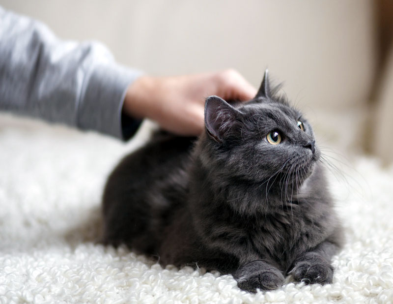 ¿Por qué a los gatos les gusta que los acaricien?