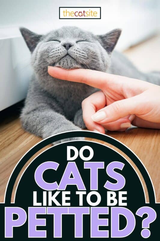 Al gatito feliz le gusta que la mano de una mujer lo acaricie. ¿A los gatos les gusta que los acaricien?