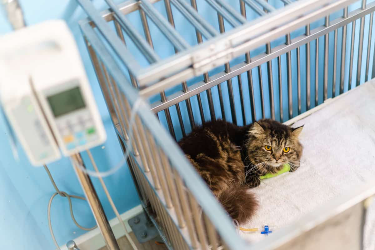 ¿Cómo Elegir Al Mejor Veterinario Para Mi Gato? ¿cómo Elegir Al Mejor Veterinario Para Mi Gato?
