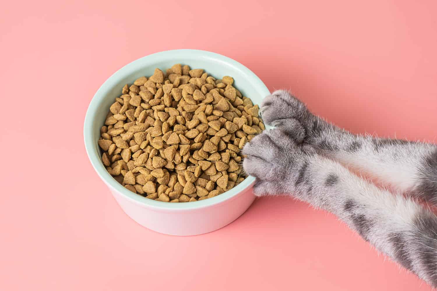 Comida seca para gatos en un recipiente y patas sobre un fondo rosa. El concepto de dieta para mascotas, la elección de alimentos para gatos.
