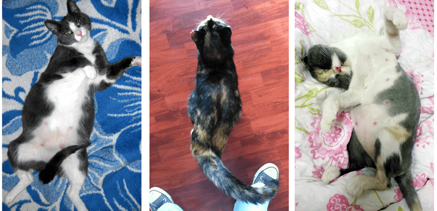 ¿cómo Saber Si Mi Gata Está Embarazada? (contestada)