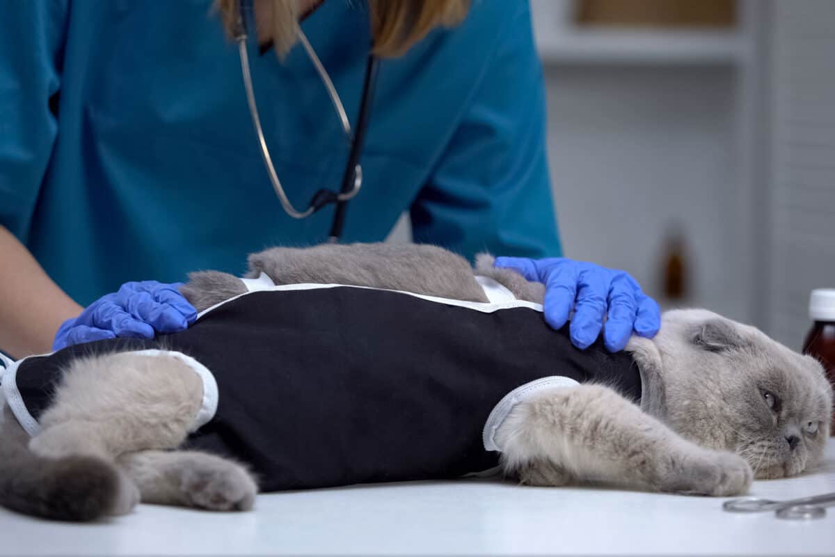 Cirujano veterinario revisando el vendaje del gato estresado después de la esterilización y castración