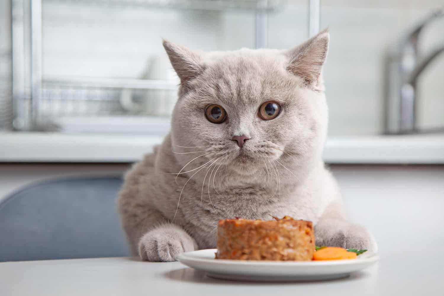gato y plato de comida para mascotas en la cocina doméstica, enfoque selectivo