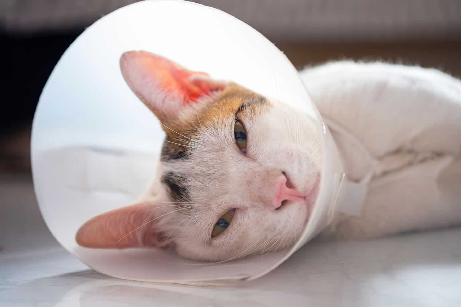 El gato lleva un collar para evitar lamer la herida después de la esterilización. Castrar al gato macho. Concepto de gato enfermo.