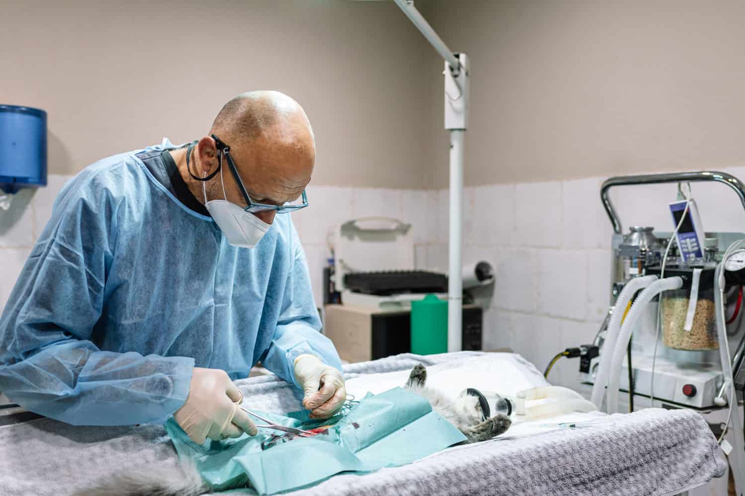 Cirugía veterinaria en el quirófano. Cirujano operando y castrando a un gato en la mesa de operaciones.