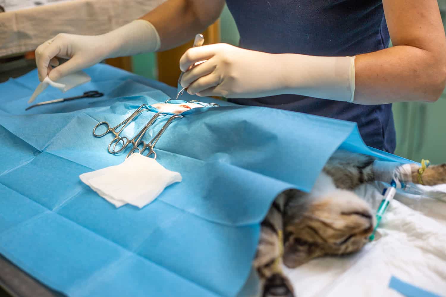 Cirugía veterinaria castración de un gato en la clínica veterinaria, extirpación de ovarios