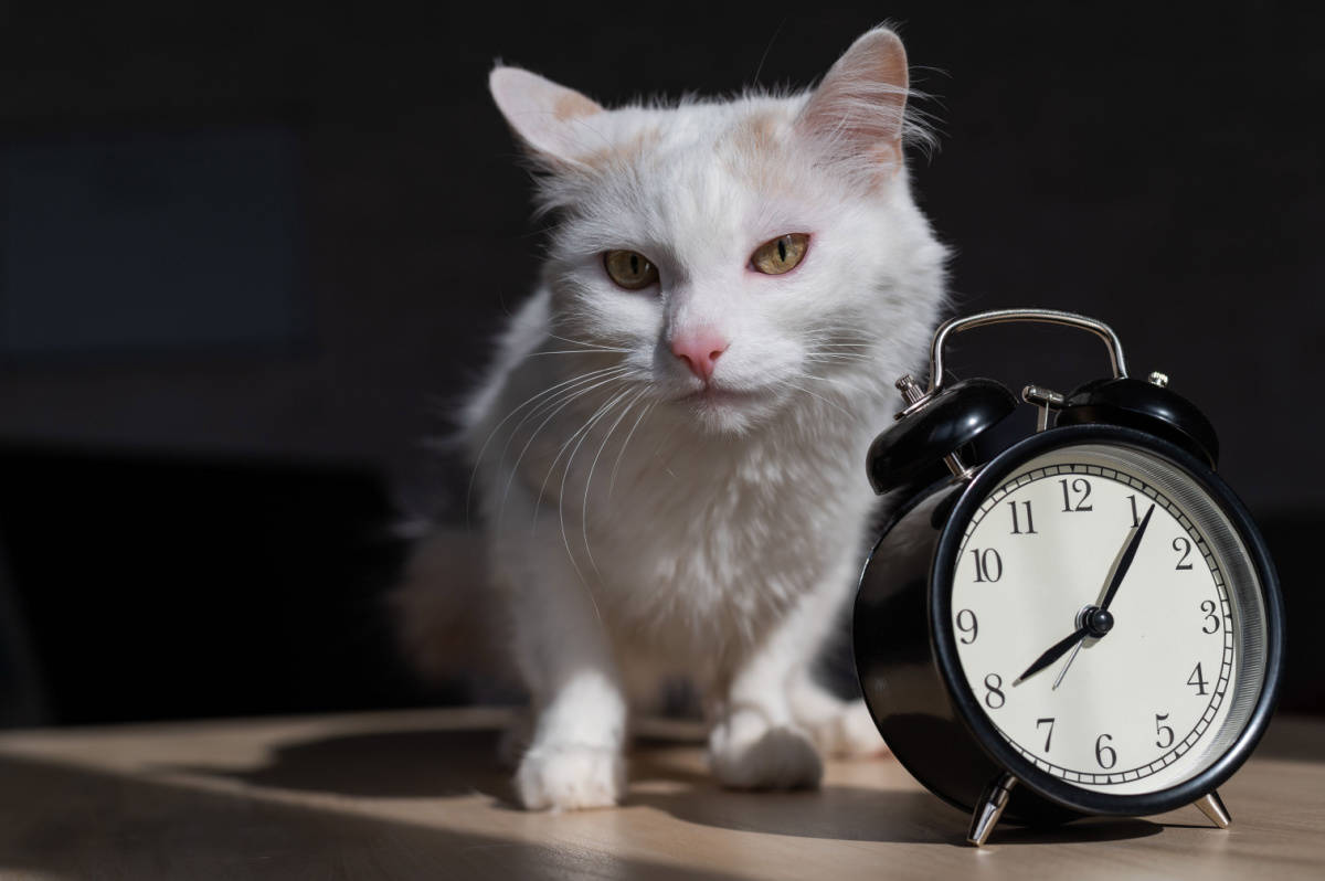 ¿cuánto Tiempo Lleva Cuidar a Un Gato? [answered]