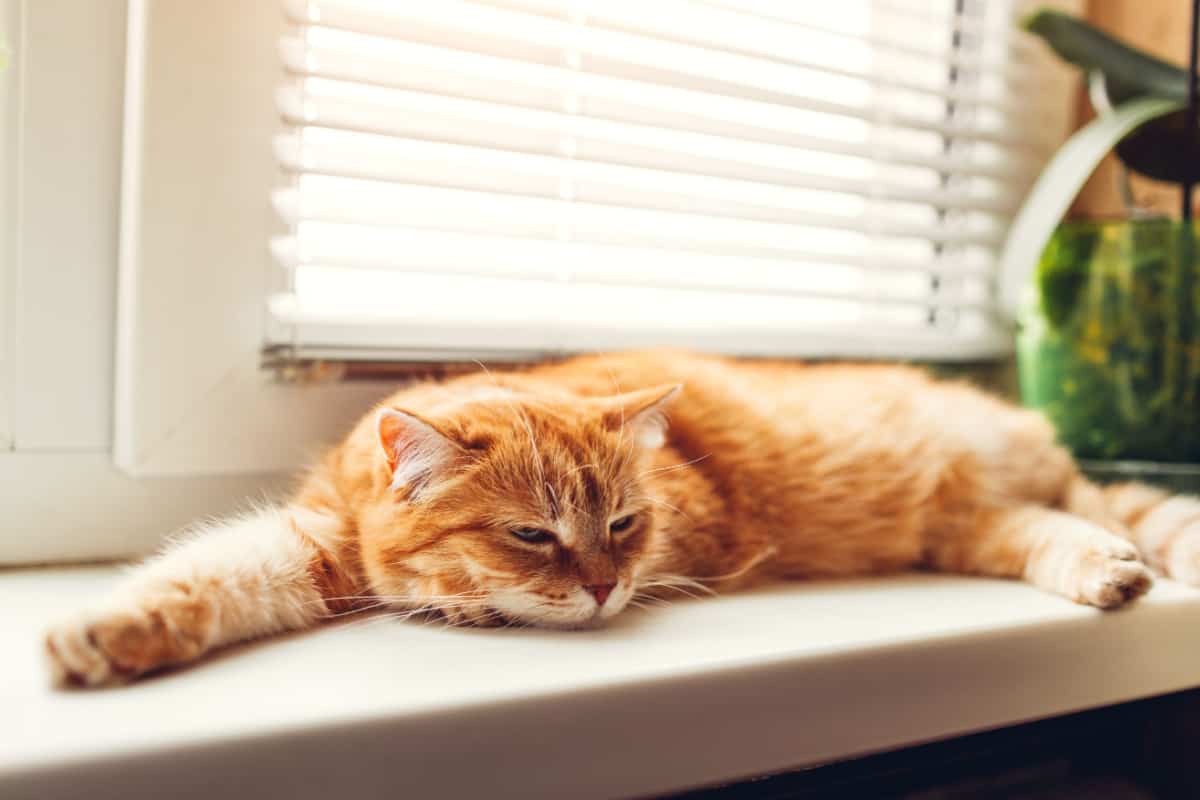 Del artículo ¿Cuánto tiempo puedes dejar solo a tu gato? El gato jengibre tirado en el alféizar de la ventana de casa por la mañana. Mascota disfrutando del sol durmiendo y relajándose
