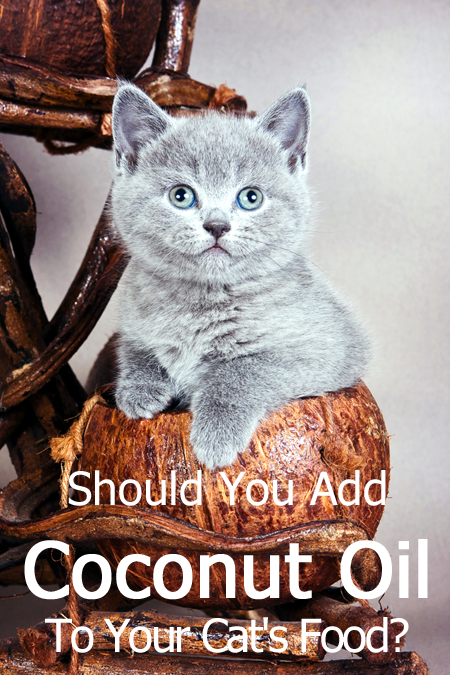 ¿Deberías agregar aceite de coco a la comida de tu gato?