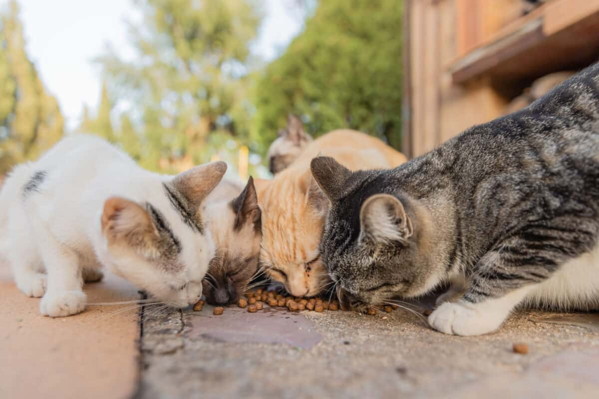 Colonia de gatos alimentándose. Gatos salvajes que viven al aire libre. Un grupo de gatos callejeros comiendo la comida seca para gatos que les dan sus cuidadores.