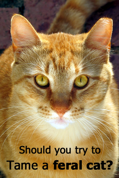 ¿Deberías intentar domesticar a un gato salvaje?