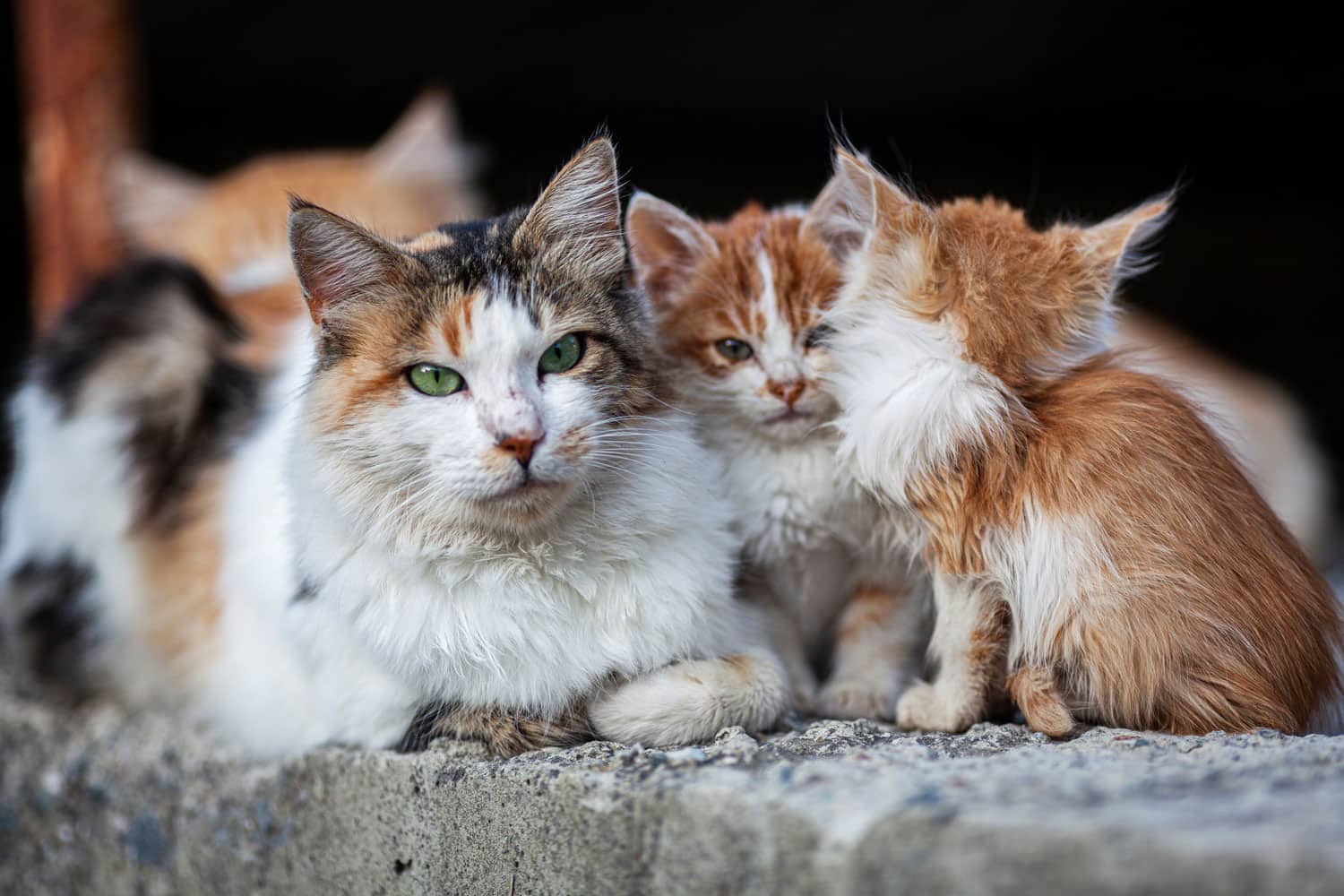 Gatos callejeros en las calles de Chipre