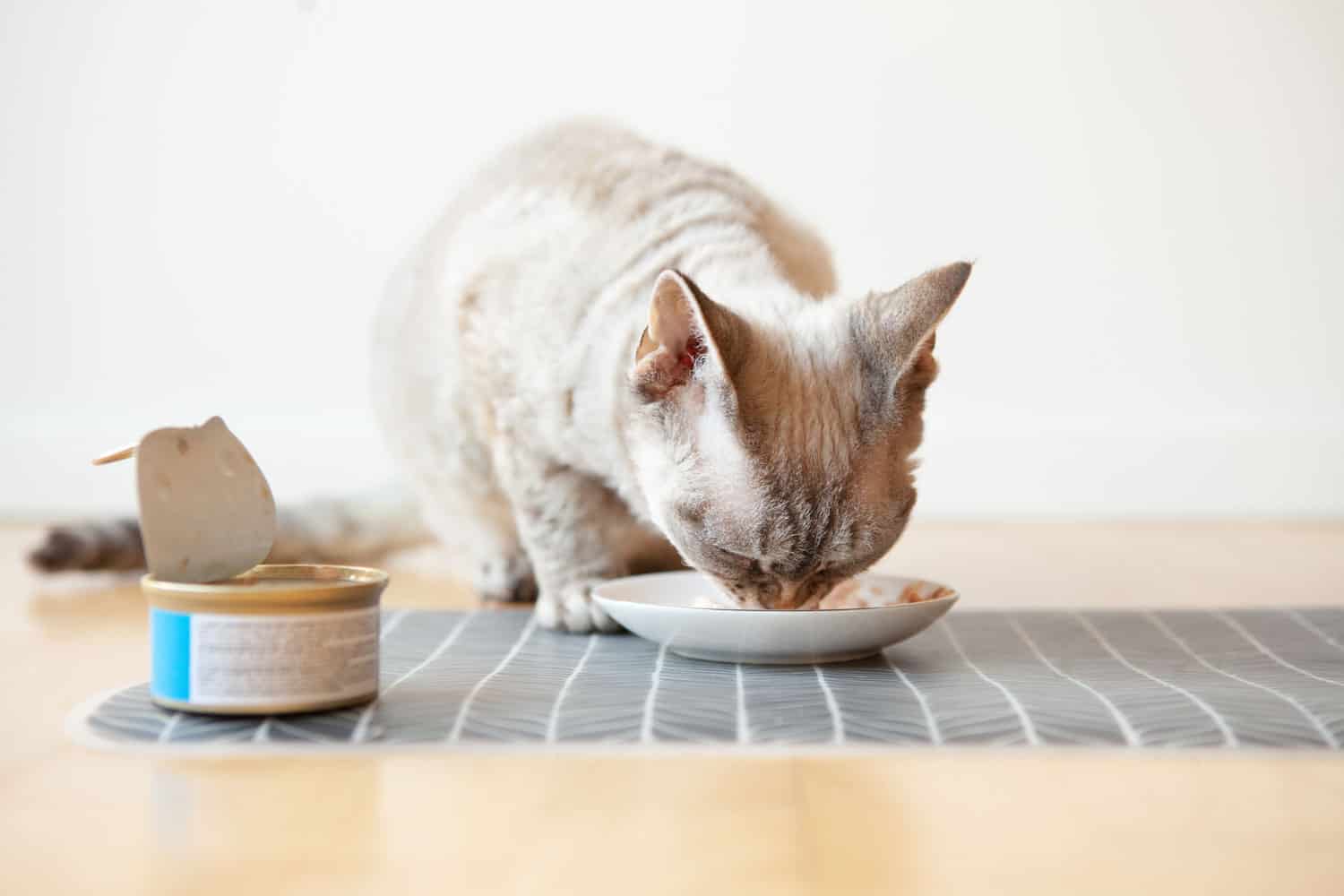 Primer plano de un gato atigrado comiendo comida enlatada para gatos de un plato de cerámica blanca colocado en el suelo. Felino disfrutando de lata de atún mojada. Sopa de pescado con filetes de atún